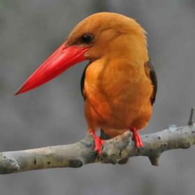 sunder_orange_kingfisher