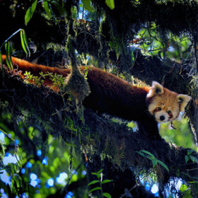 Red-Panda-slider-500×500-1