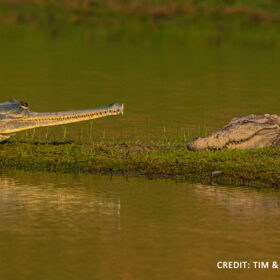 Gharial and Crocodile