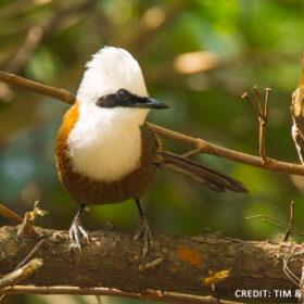 White Crested Laughingthrush