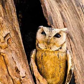 indian-scops-owl-slider-500×500